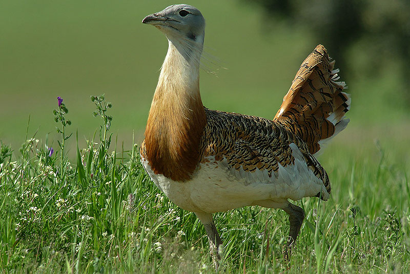 Otarda in Digiscoping